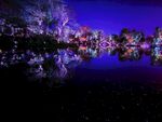 湖边景色