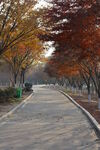 公园小路 