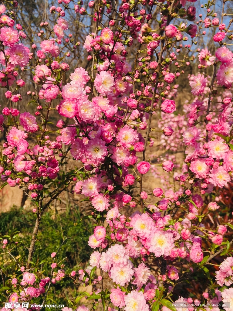 桃花