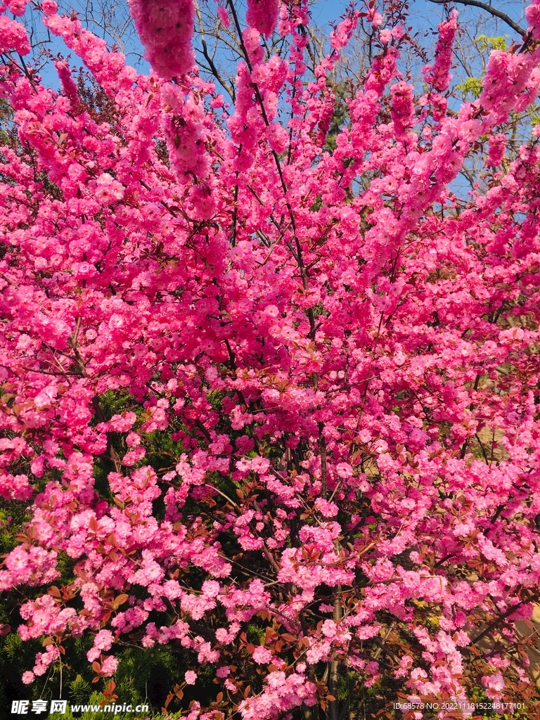 红花