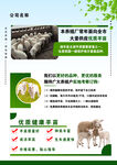 湖羊  羊苗