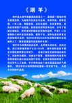 湖羊介绍