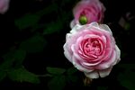 玫瑰花