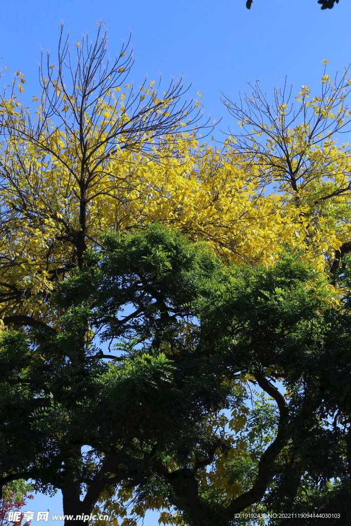 松树松枝