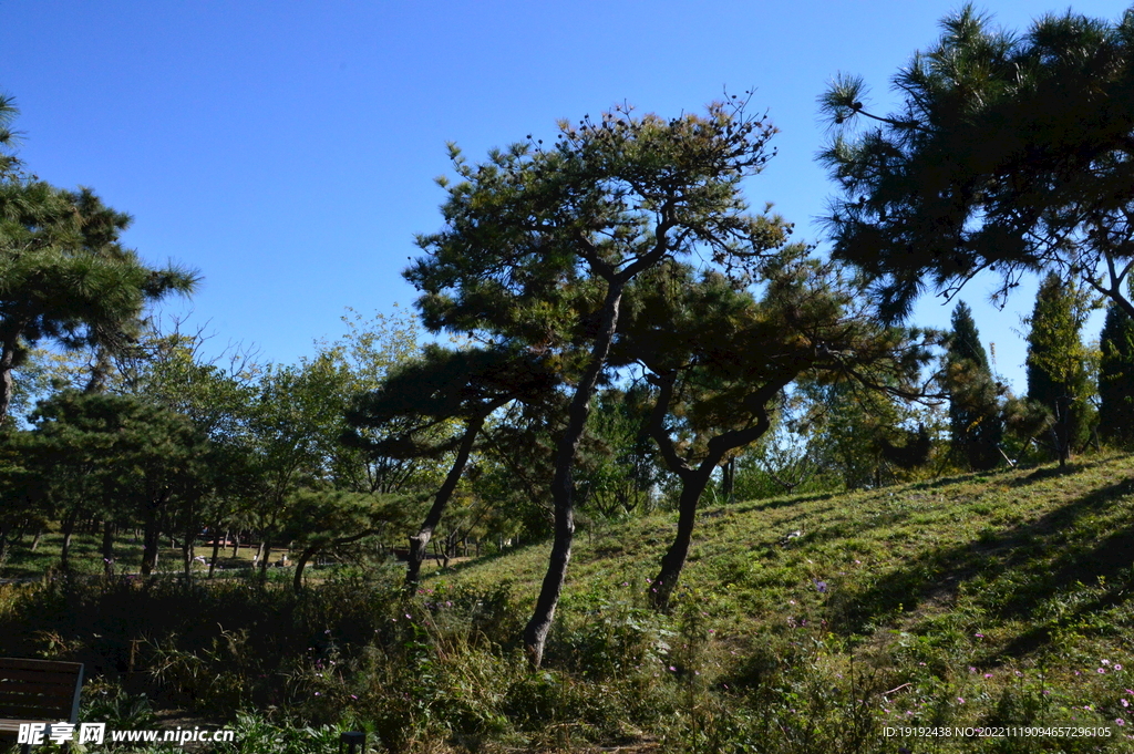 松树松枝