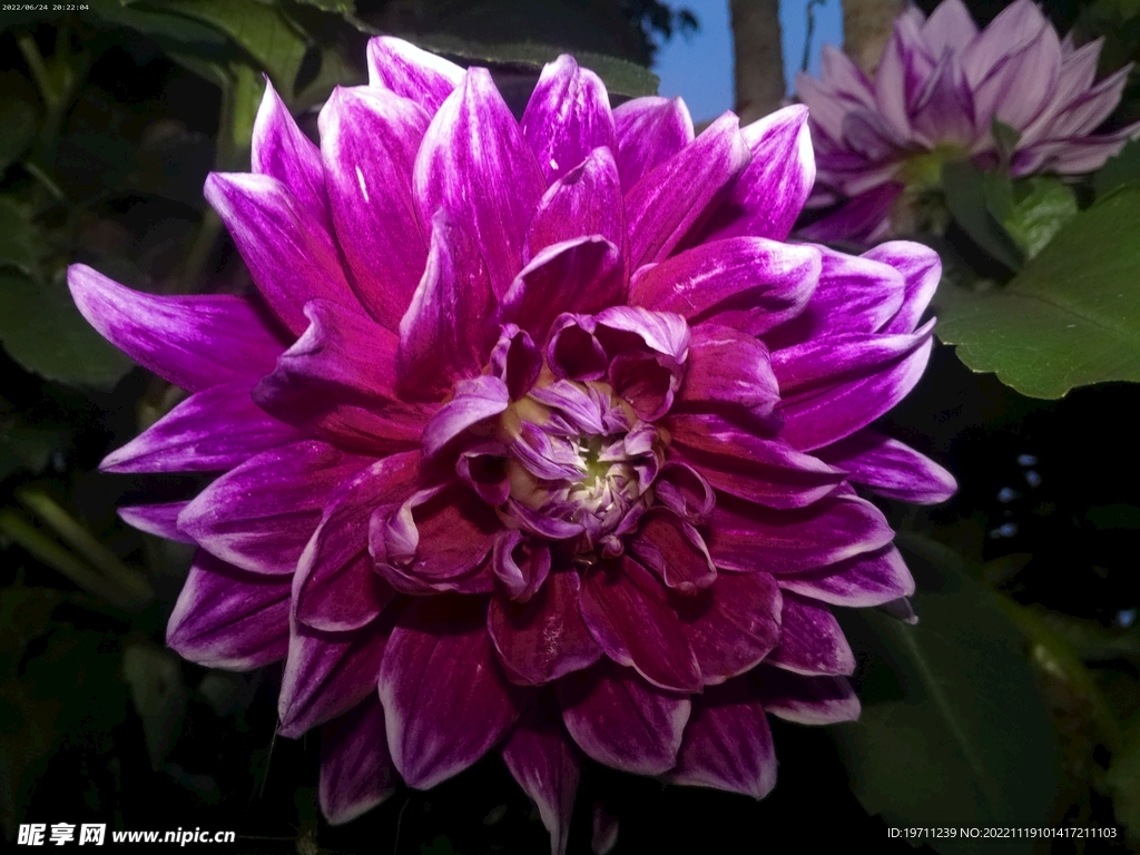 花