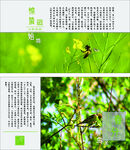二十四节气 惊蛰 春分