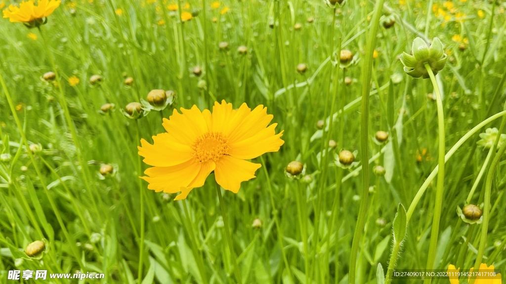 野菊