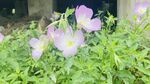 小花