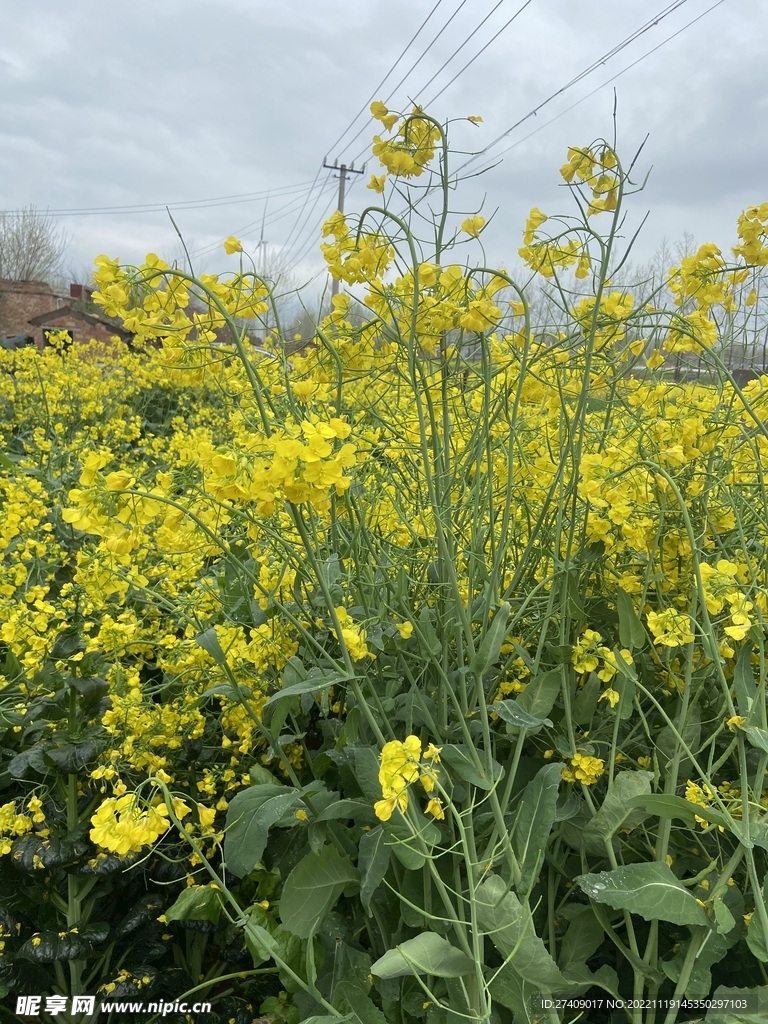 油菜花