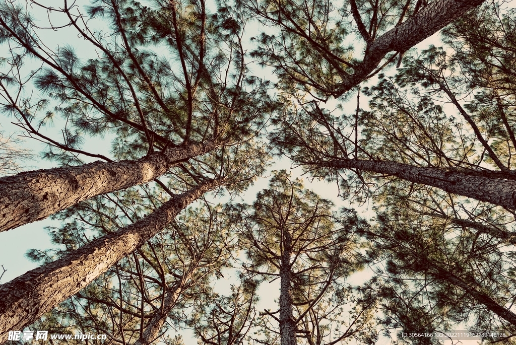 森林树木