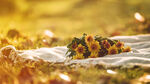鲜花图片