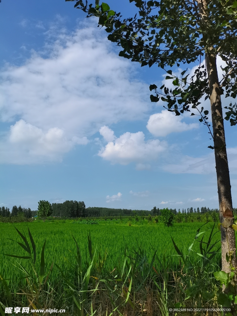 稻田风景