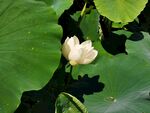 荷花莲花素材