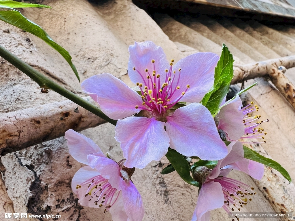 桃花