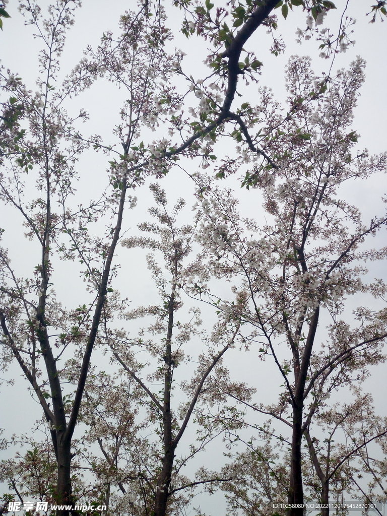 花满天