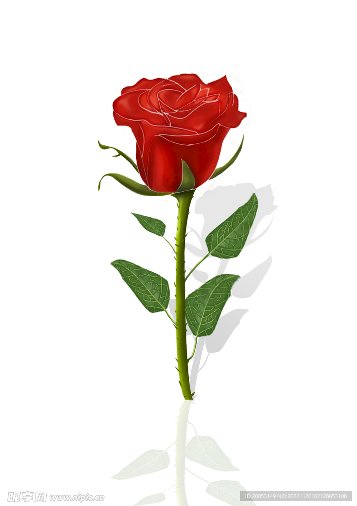玫瑰花