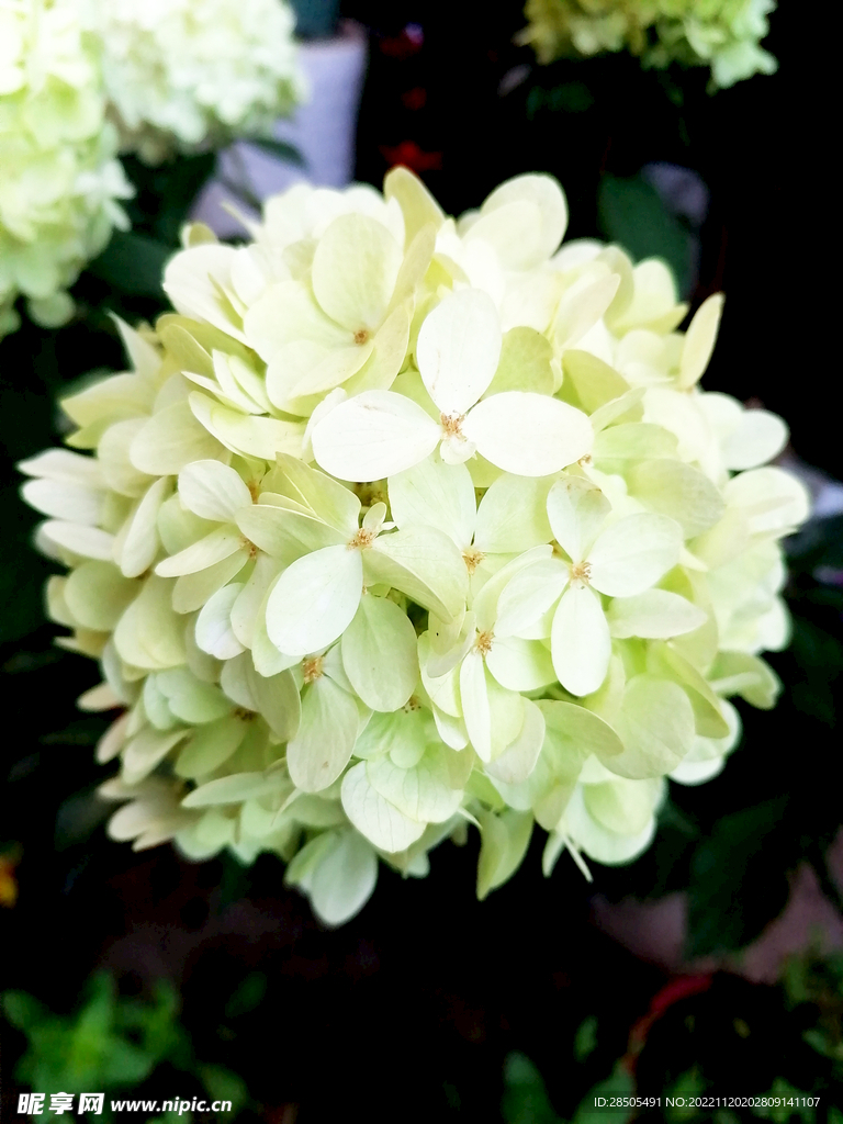 绣球花