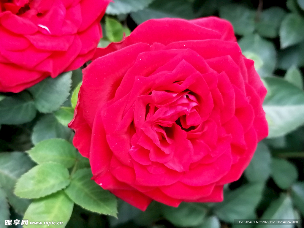 月季花