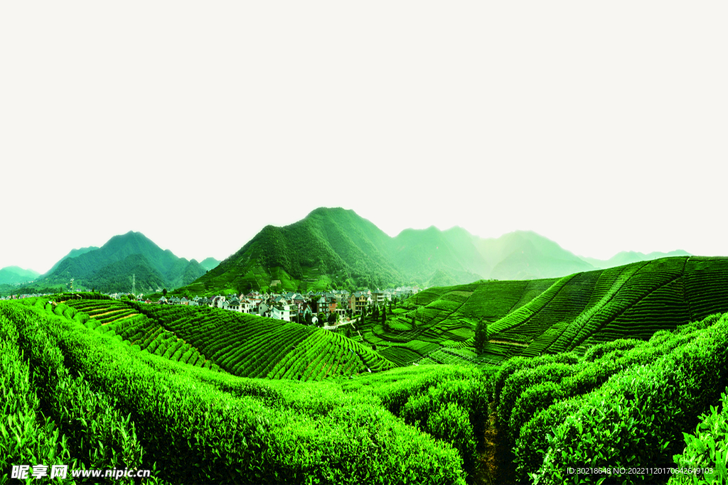 茶园风景