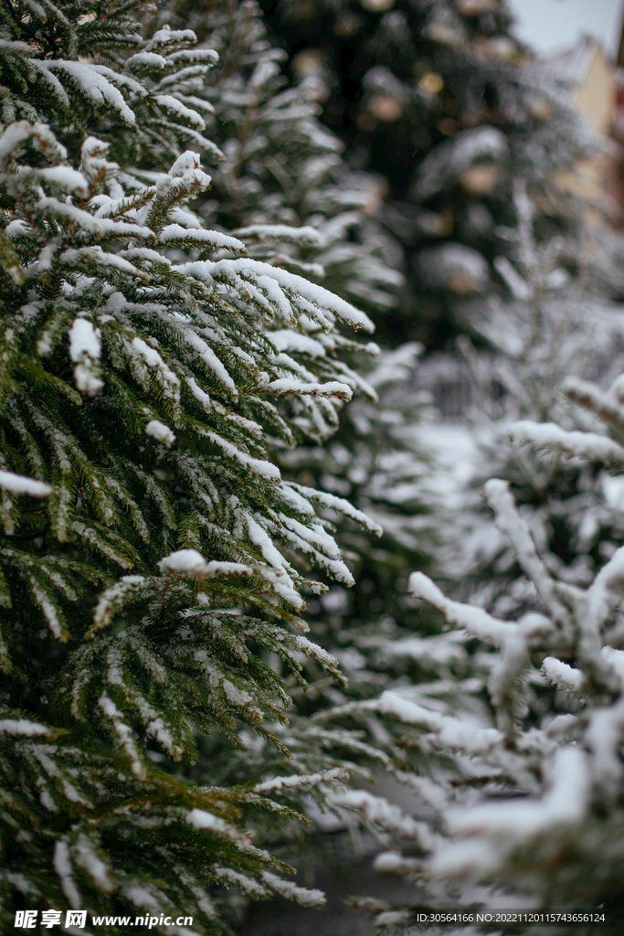 冬季雪松
