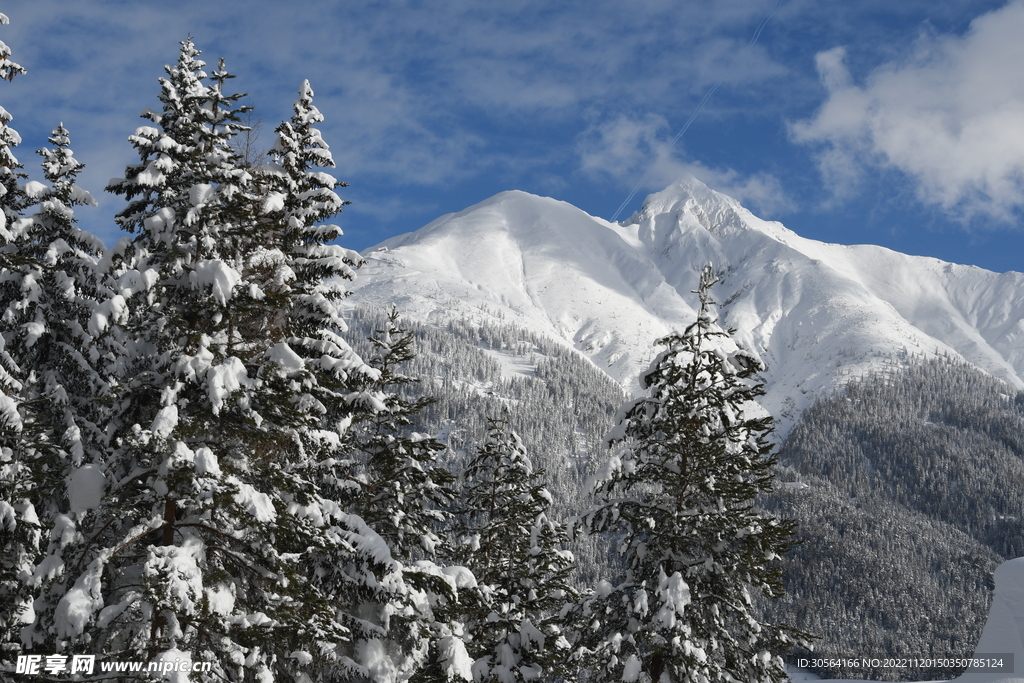 冬季雪山树木