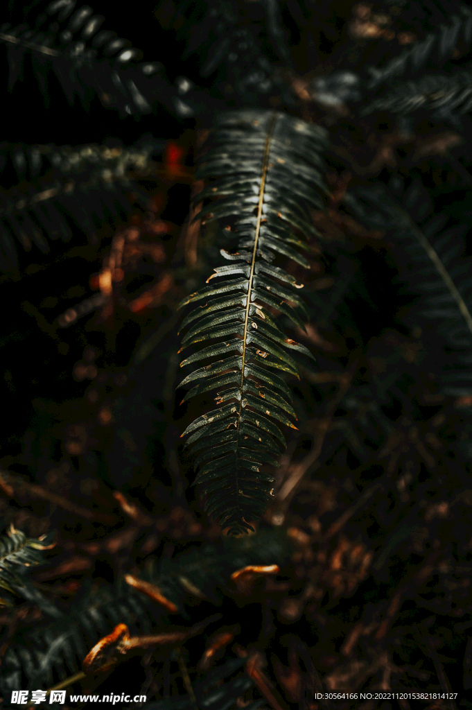 松树