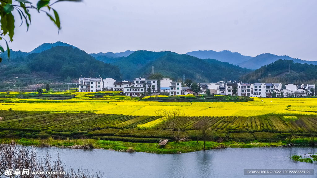 乡村油菜花田