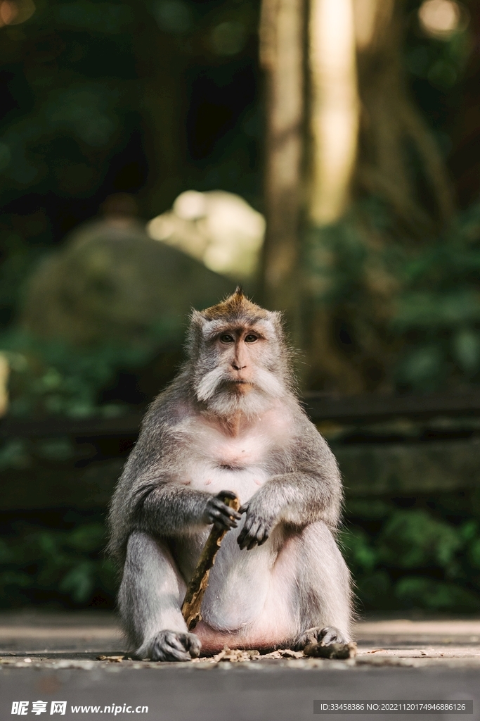 猴子