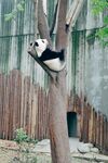 熊猫