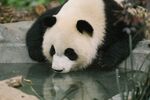 熊猫