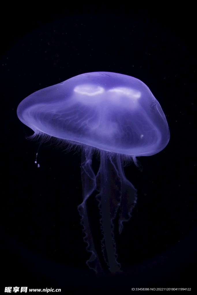 水母
