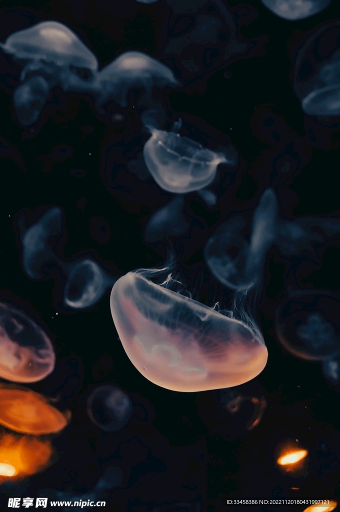 水母