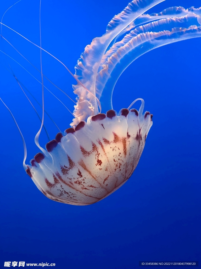 水母