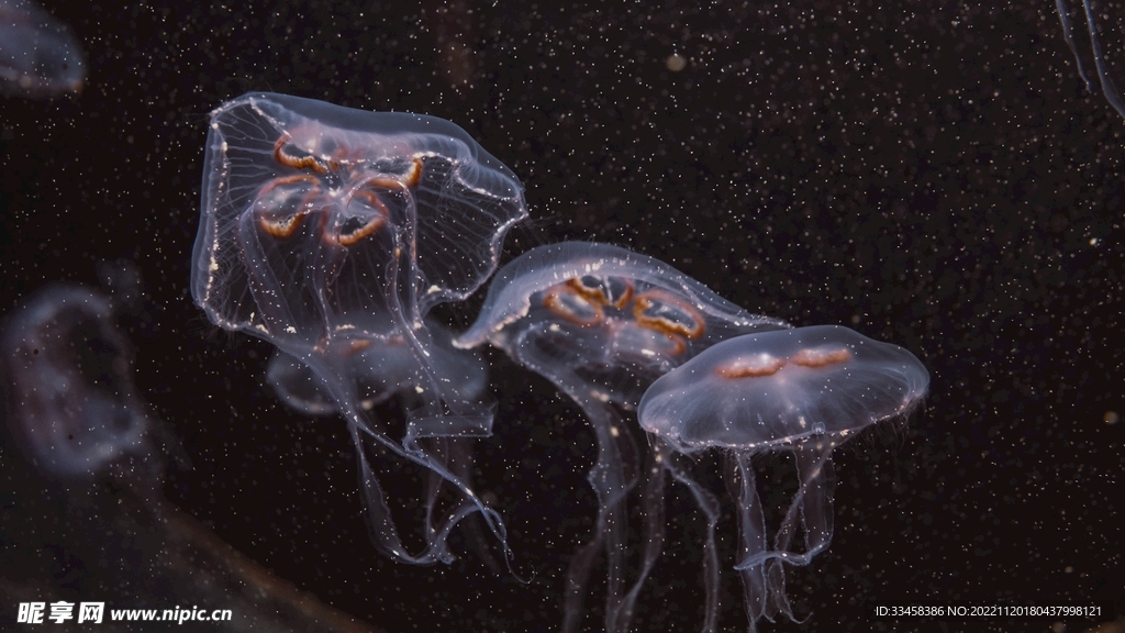 水母