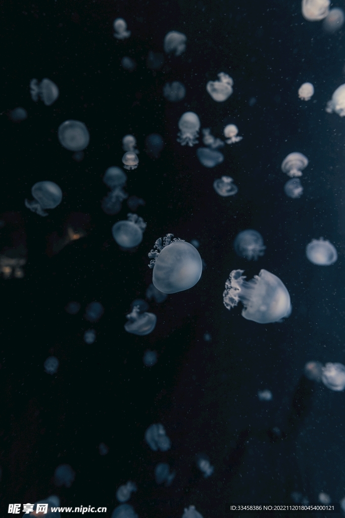 水母