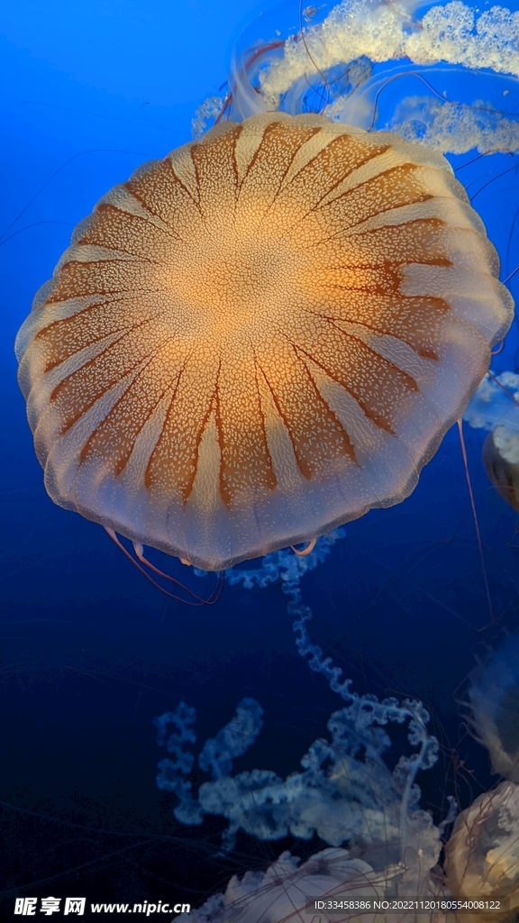 水母