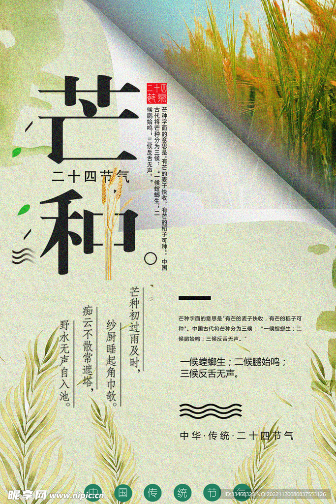 芒种