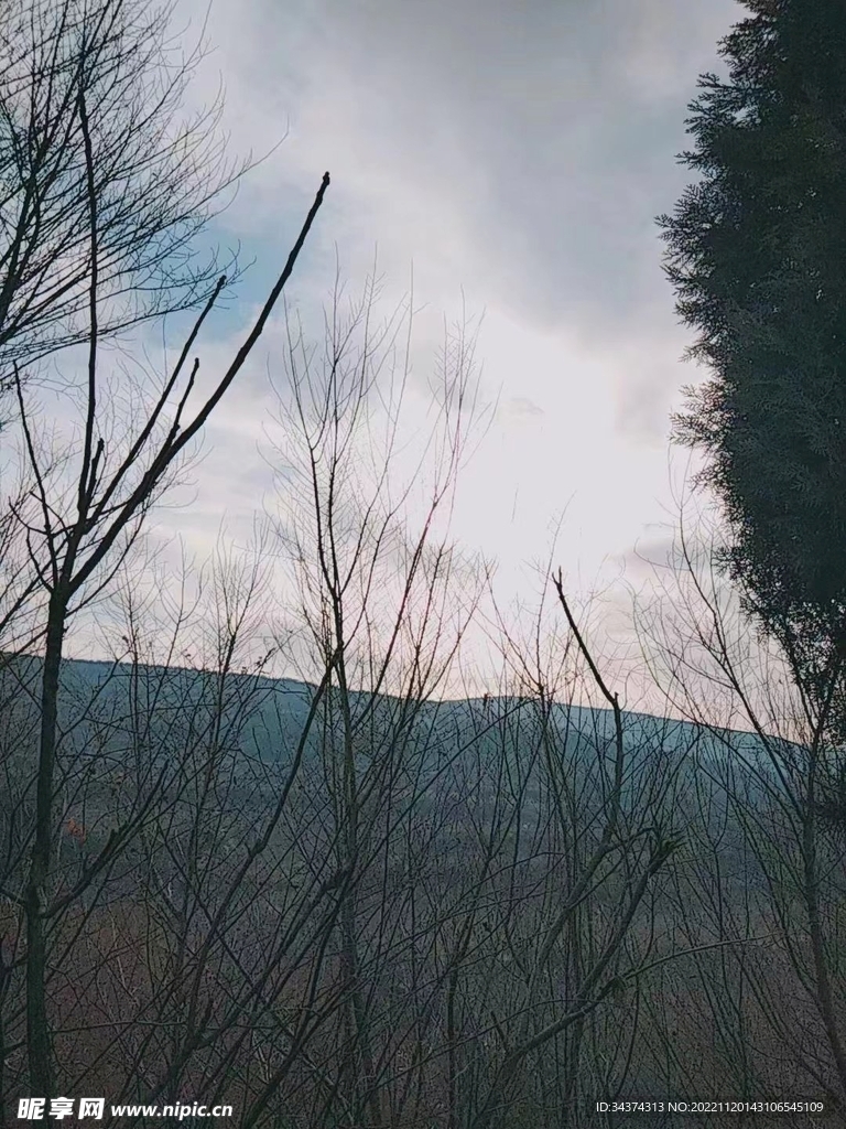 风景——山树