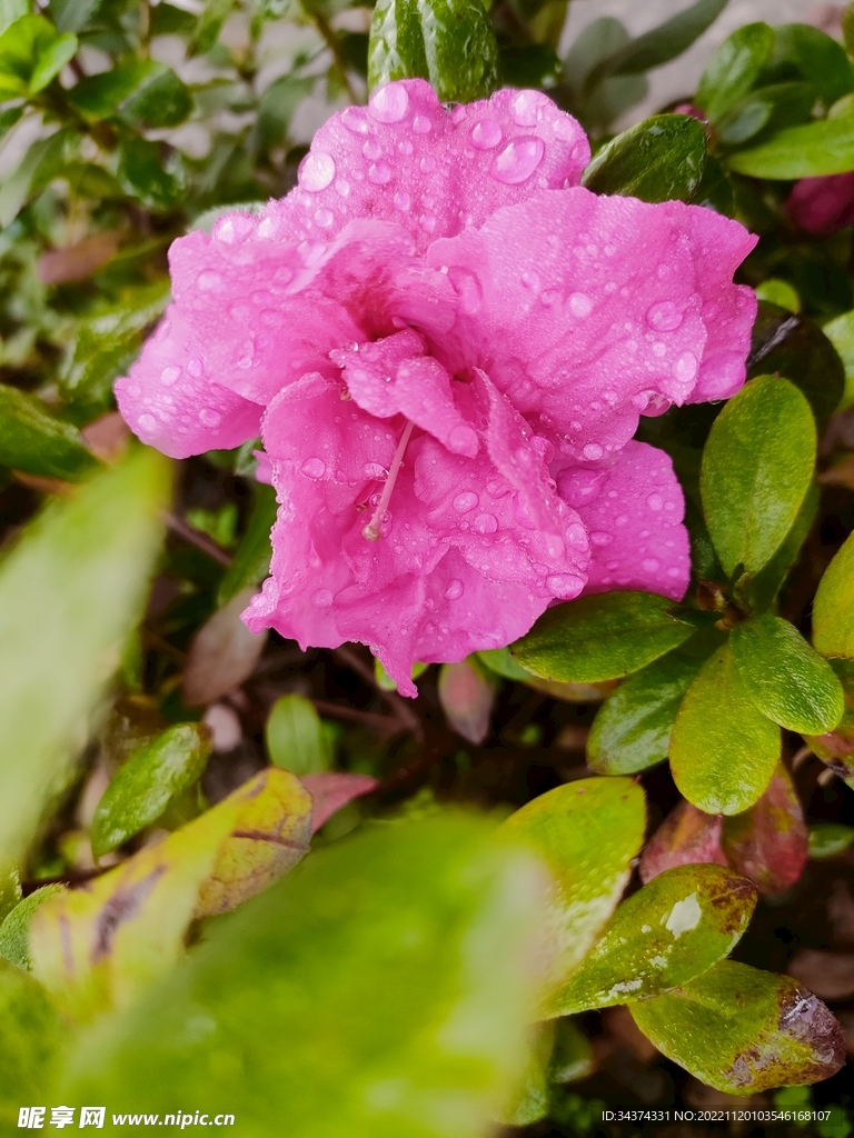 花