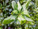 绿色植物