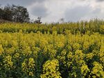 油菜花 菜籽 黄色花朵 丰收