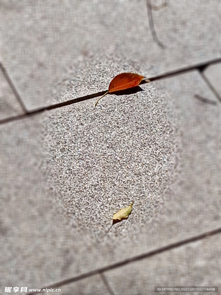 落在地面的红叶
