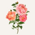 牡丹花