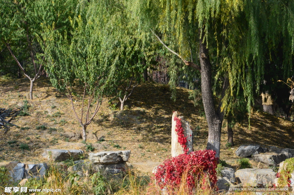 地锦红叶