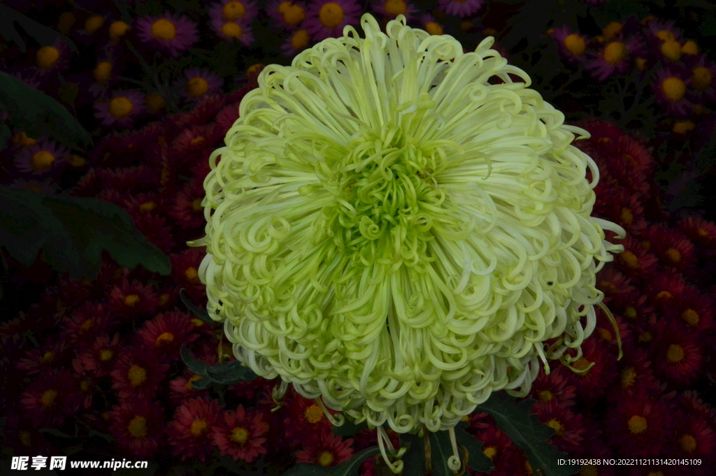 菊花