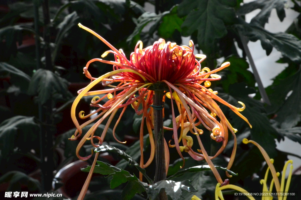 菊花 