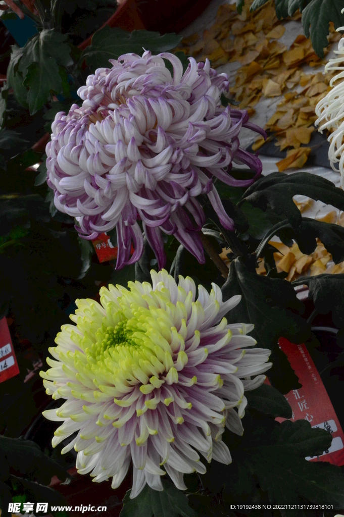 菊花