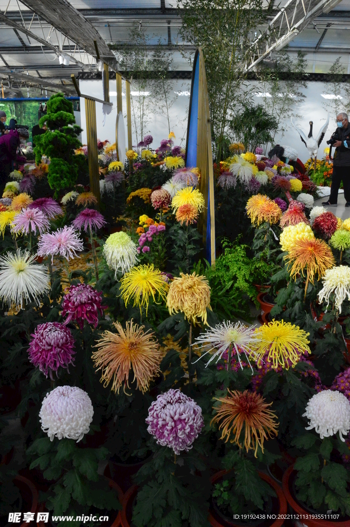 菊花