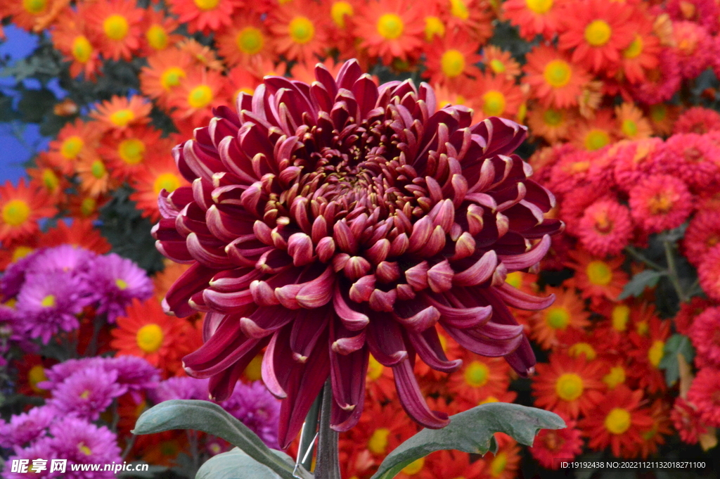 菊花